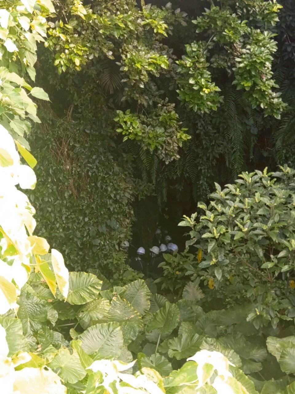 1747212529580.jpg